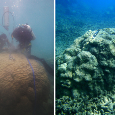 CAPTION: A live Porites colony, left, and a dead Porites sampled in this study.